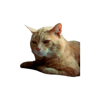 A Ginger Tabby Cat Lounging Comfortably On A Blue Fabric Armchair In A Cozy Indoor Setting. 12978 - Cat PNG image with transparent background